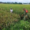 Bulir Padi Mulai Menguning, Babinsa Nisam Sambangi Petani Jelang Panen
