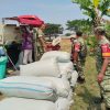 Babinsa Ngrampal Ikut Turun ke Sawah, Petani Jadi Mitra Ketahanan Pangan