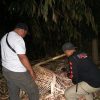 Polres Malang Musnahkan Sarana Diduga Arena Judi Sabung Ayam di Pakisaji