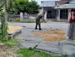 Padi Dikeluarkan dan Diratakan, Babinsa 05/Stb Bantu Warga Jemur Hasil Panen