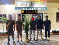 Polres Aceh Timur Berhasil Ungkap Kebun Ganja di Peureulak