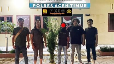 Polres Aceh Timur Berhasil Ungkap Kebun Ganja di Peureulak